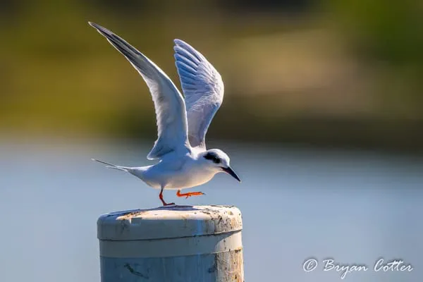 Forster's Tern