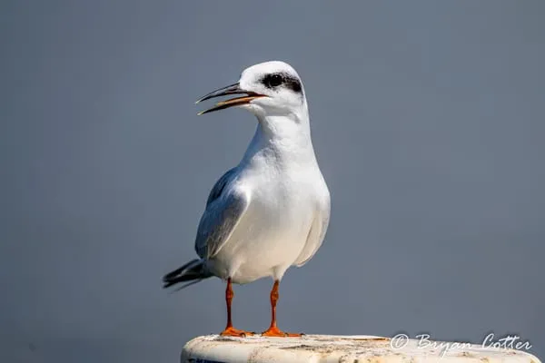 Forster's Tern