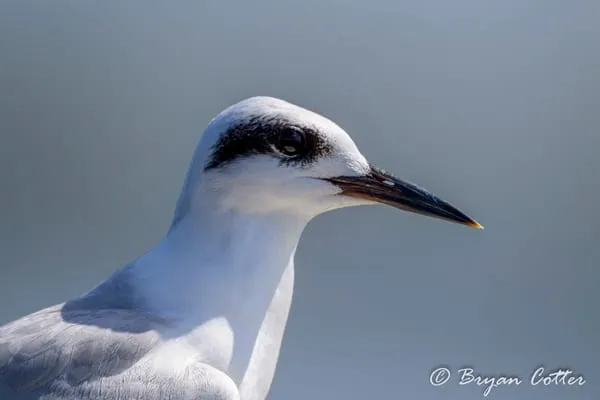 Forster's Tern