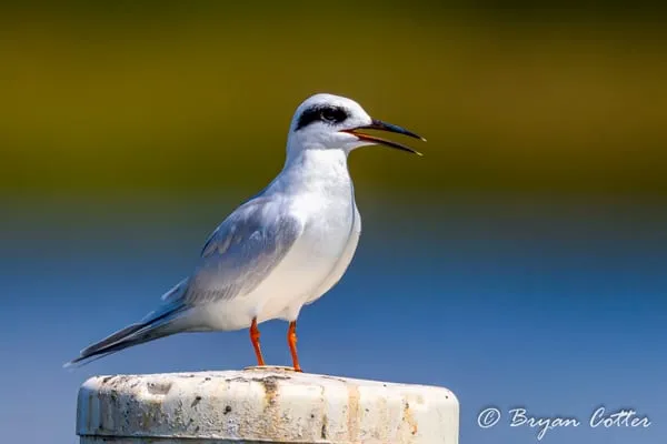 Forster's Tern