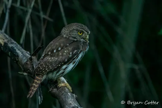 Ferruginous Pygmy-Owl - photo by Bryan Cotter