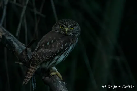 Ferruginous Pygmy-Owl