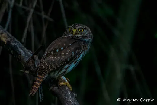 Ferruginous Pygmy-Owl