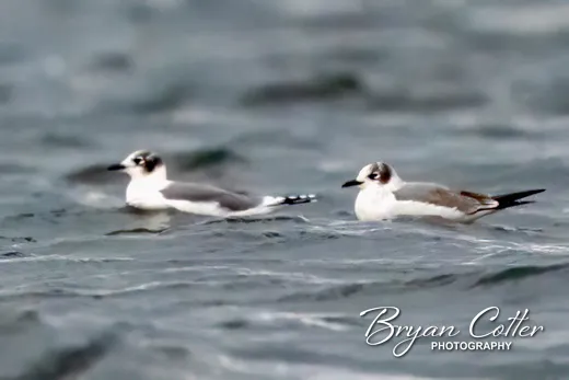 Franklin's Gull photographed in Texas by Bryan Cotter