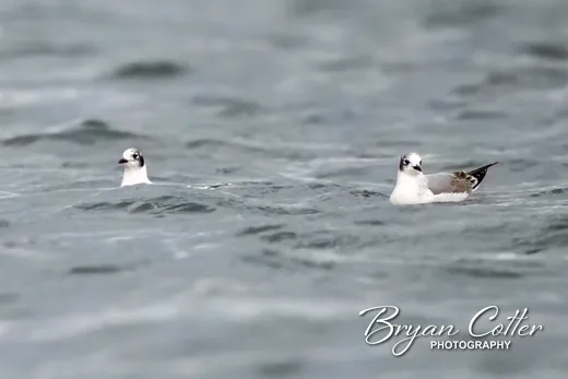 Franklin's Gull