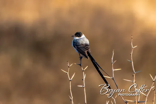 Fork-tailed Flycatcher photographed in Texas by Bryan Cotter