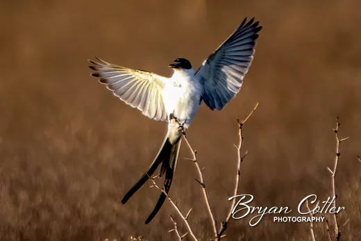 Fork-tailed Flycatcher