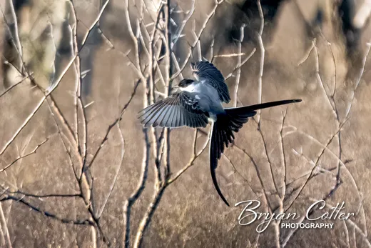 Fork-tailed Flycatcher