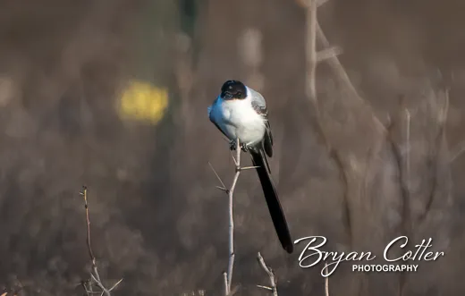 Fork-tailed Flycatcher