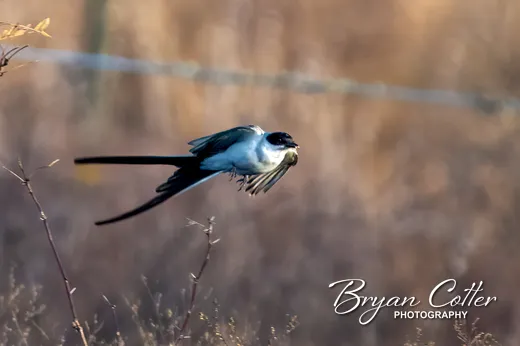 Fork-tailed Flycatcher
