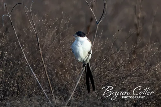 Fork-tailed Flycatcher