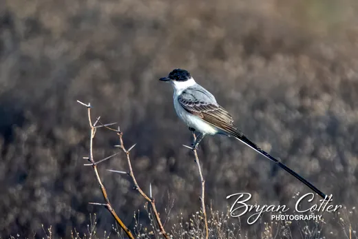 Fork-tailed Flycatcher