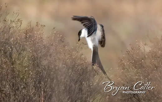 Fork-tailed Flycatcher