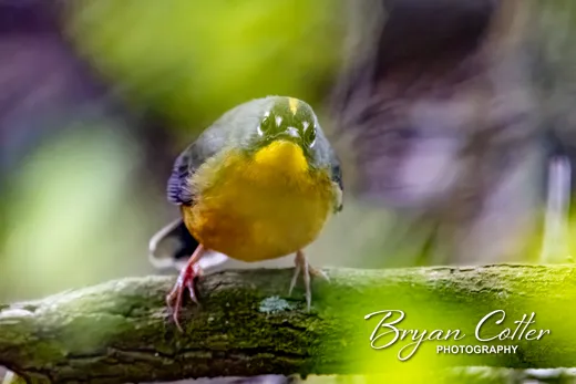 Fan-tailed Warbler