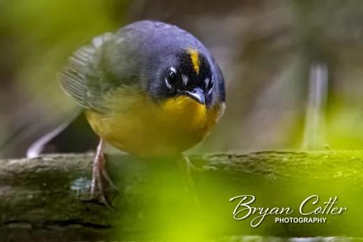 Fan-tailed Warbler