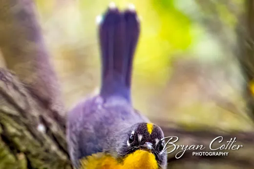 Fan-tailed Warbler
