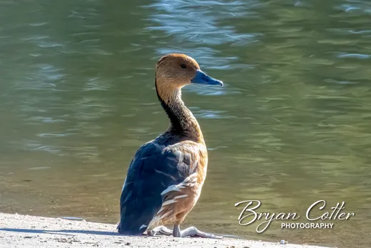 Fulvous Whistling-Duck