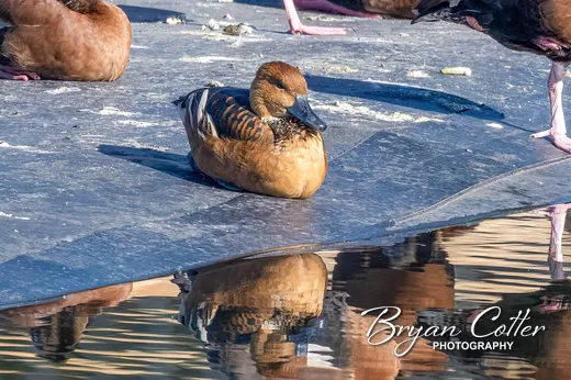 Fulvous Whistling-Duck
