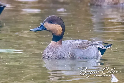Gadwall x Northern Pintail