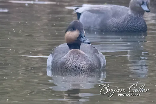 Gadwall x Northern Pintail