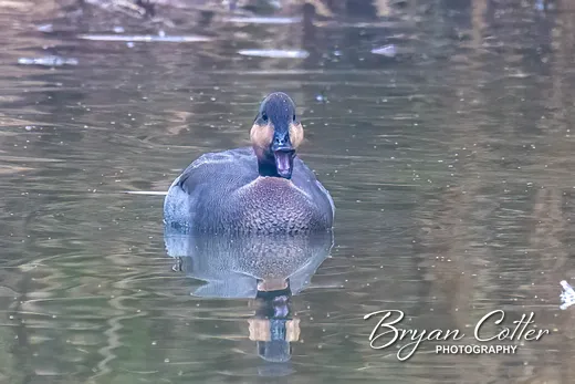 Gadwall x Northern Pintail