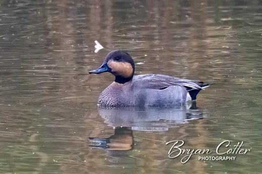 Gadwall x Northern Pintail
