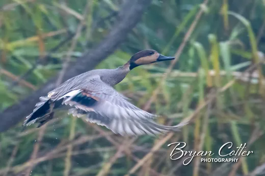 Gadwall x Northern Pintail