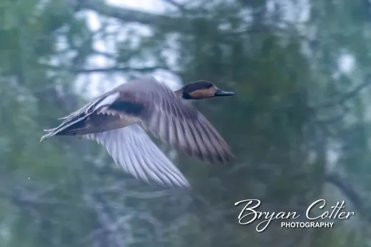 Gadwall x Northern Pintail