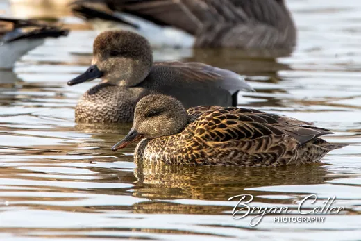 Gadwall