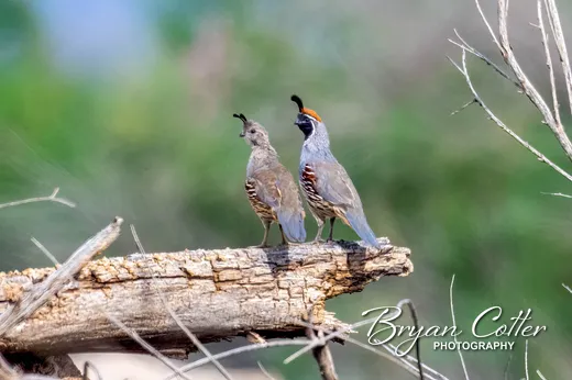 Gambel's Quail