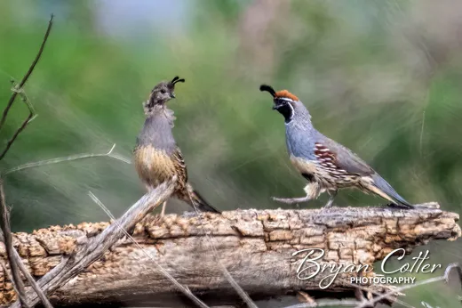 Gambel's Quail