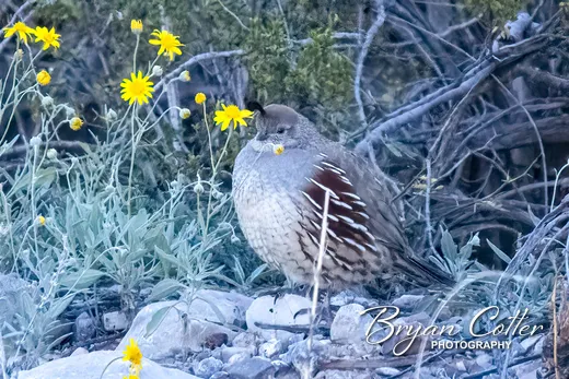 Gambel's Quail