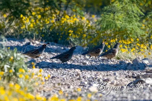 Gambel's Quail