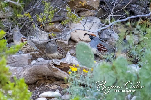 Gambel's Quail