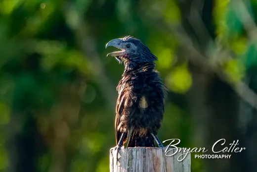 Groove-billed Ani
