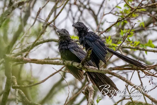 Groove-billed Ani