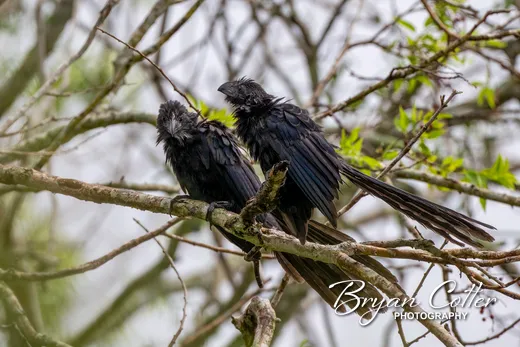 Groove-billed Ani