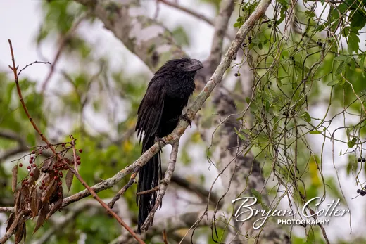 Groove-billed Ani