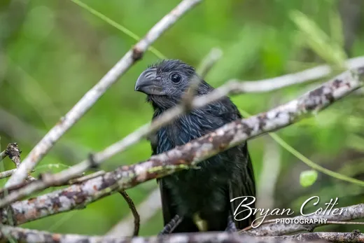 Groove-billed Ani