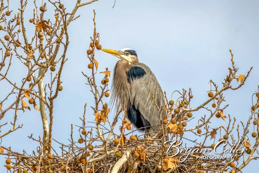 Great Blue Heron