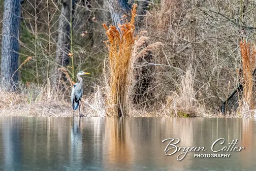 Great Blue Heron