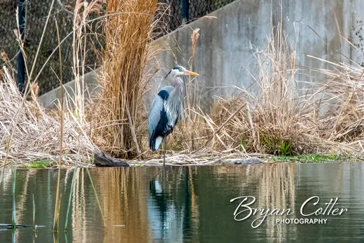 Great Blue Heron