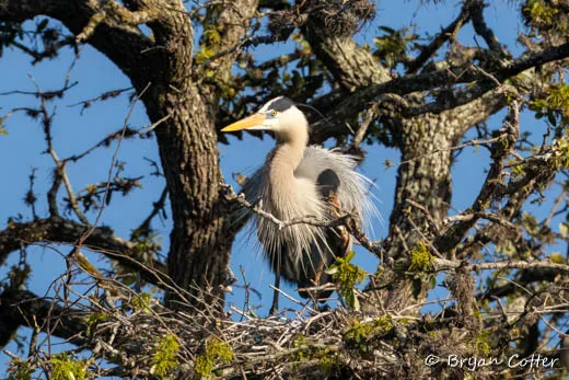 Great Blue Heron