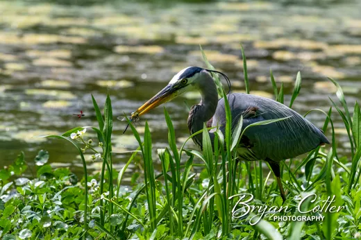 Great Blue Heron