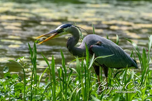 Great Blue Heron