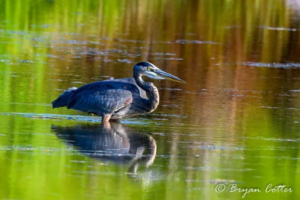 Great Blue Heron