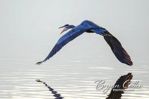 Great Blue Heron