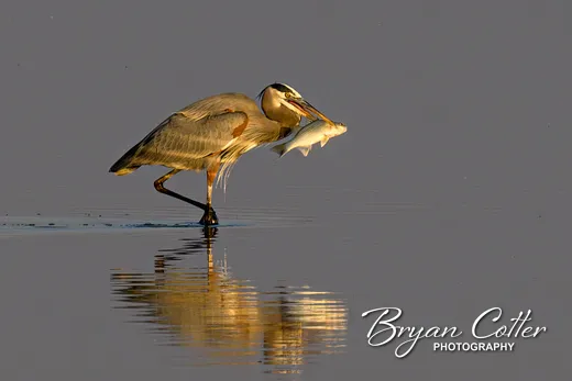 Great Blue Heron