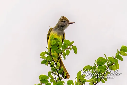 Great Crested Flycatcher