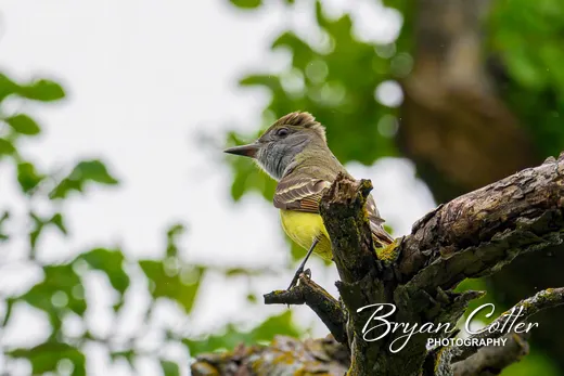 Great Crested Flycatcher